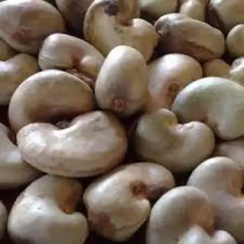 Natural Raw Cashew Nuts